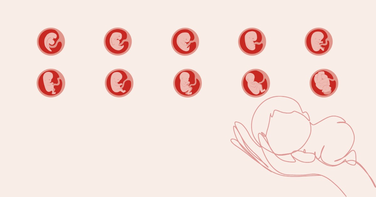 razvoj bebe u stomaku po nedeljama