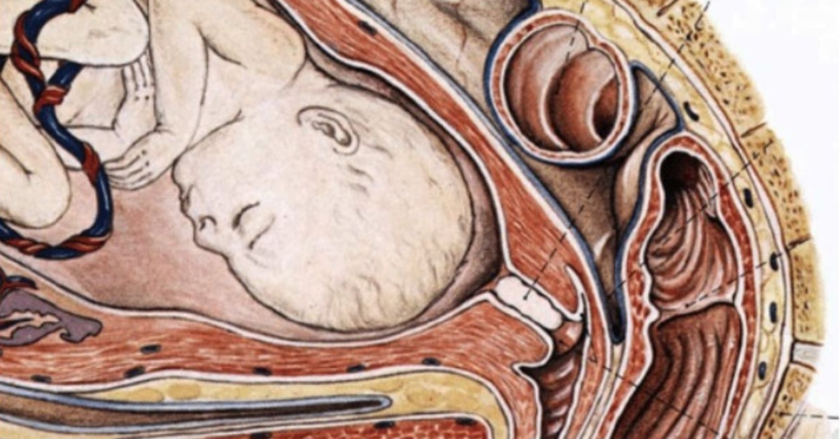 Beba u stomaku ilustracija