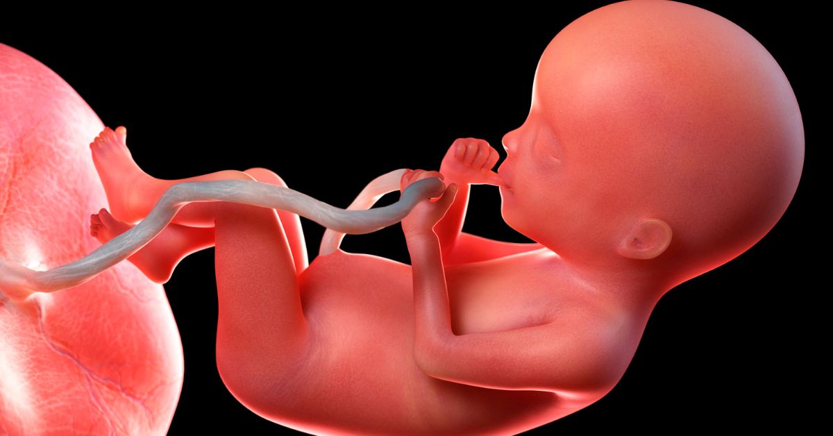 Grafički prikaz bebe i posteljice