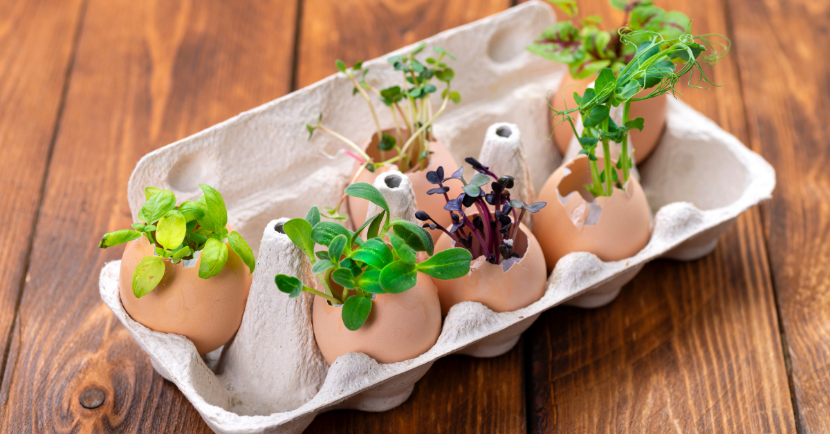 Biljke rastu iz jaja kutija