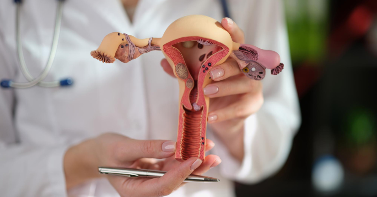 žena drži model reproduktivnog sistema