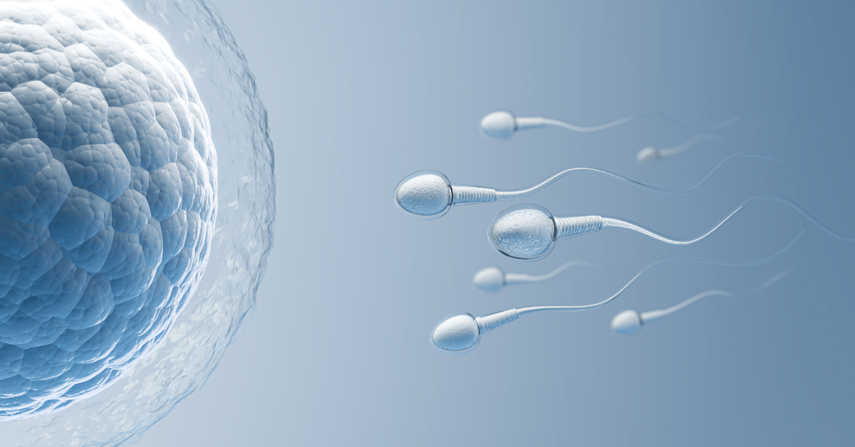 Prikaz spermatozoida koji plivaju ka jajnoj ćeliji