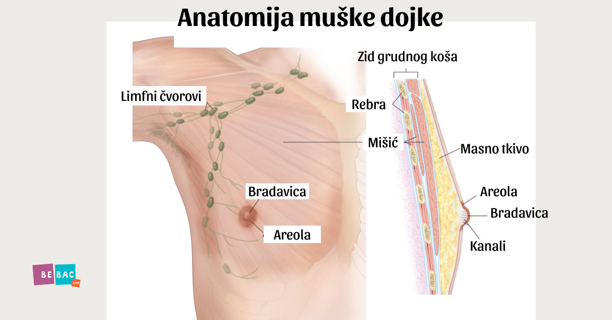 anatomija muške dojke
