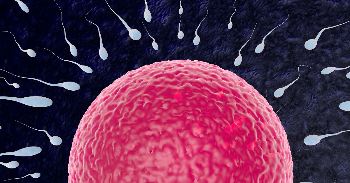 jajna celija i spermatozoidi