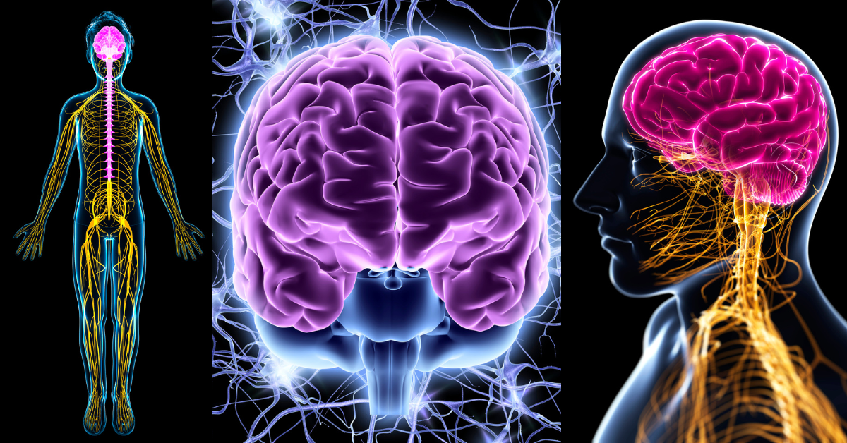 ljudsko telo i ljudski mozak