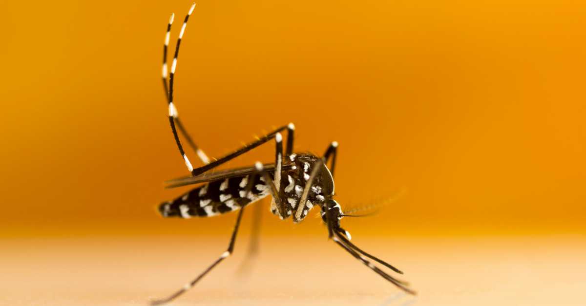 fotografija tigrastog komarca na žutoj pozadini