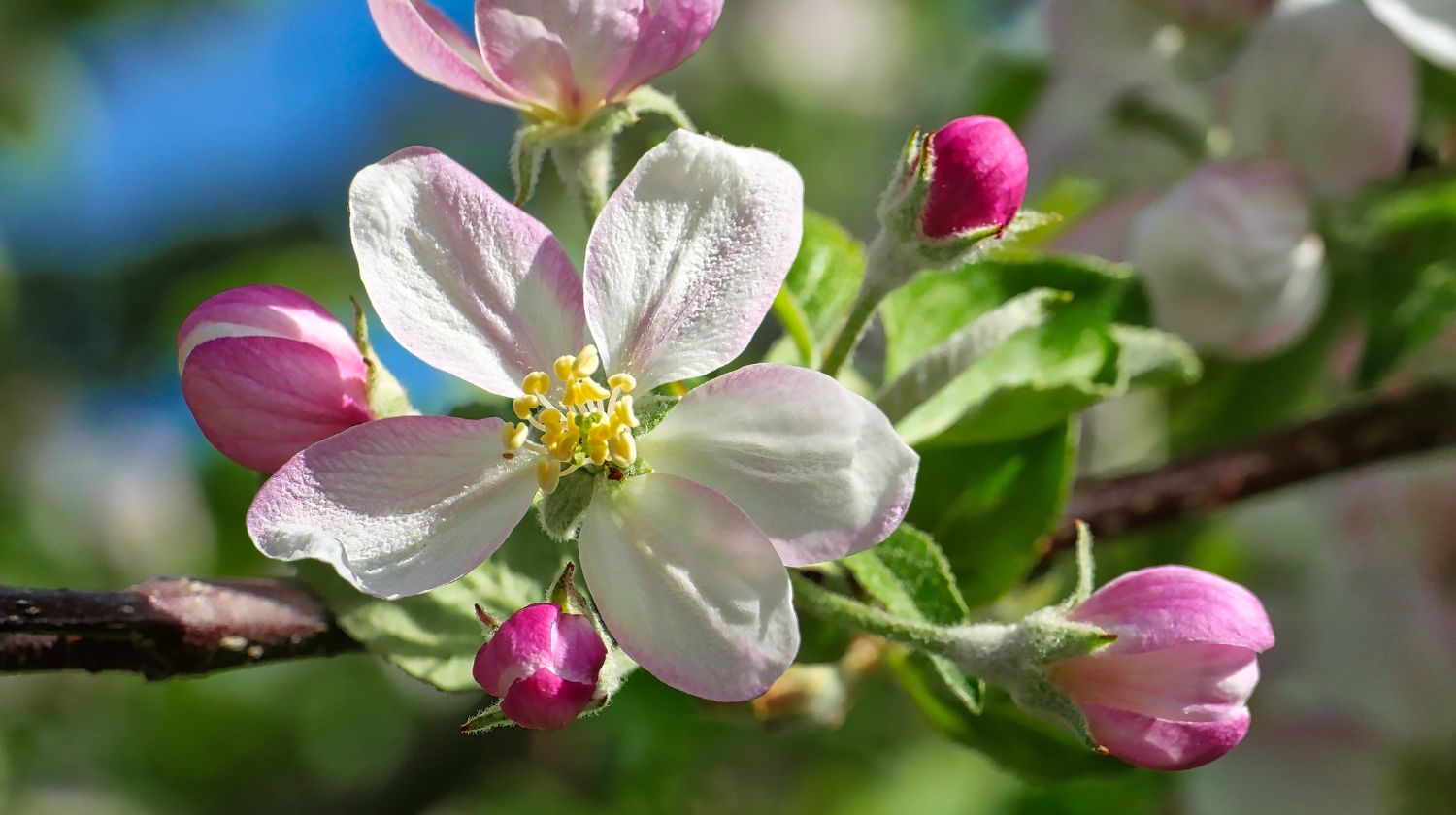 Procvetala magnolija grana
