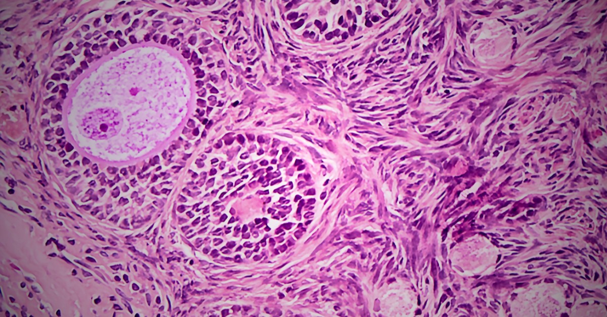 mikroskopski prikaz jajnih ćelija