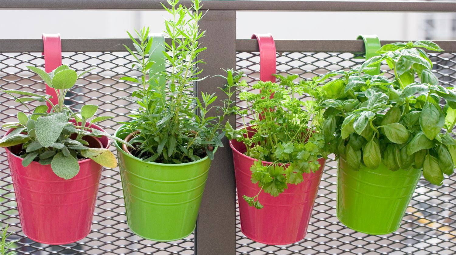 Začinsko bilje u saksijama na ogradi terase