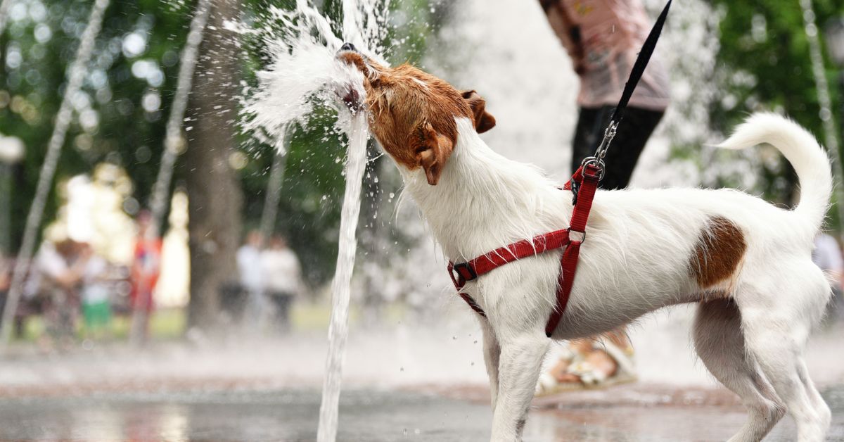 Pas se rashlađuje na fontani
