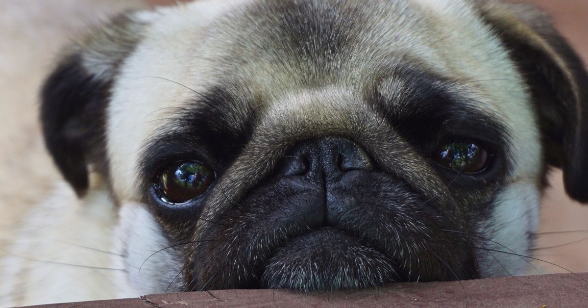 Pas sa pljosnatom njuškom mops